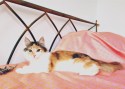 Rosa (3)